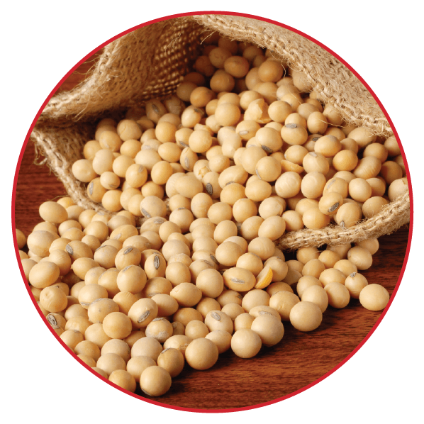 soya protein renata global